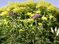 Purple Joe-Pye weeds or kidney roots, Eupatorium purpureum, blooming Royalty Free Stock Photo