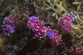 A group of Purple lady nudibranchs Flabellina funeka