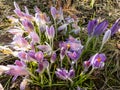 Group of purple and lilac early spring crocuses in bloom in early spring Royalty Free Stock Photo