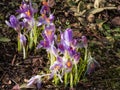 Group of purple and lilac early spring crocuses in bloom in early spring Royalty Free Stock Photo
