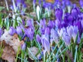 Group of purple and lilac early spring crocuses in bloom in early spring Royalty Free Stock Photo