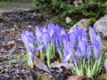 Group of purple and lilac early spring crocuses in bloom in early spring Royalty Free Stock Photo