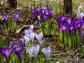 Group of purple and lilac early spring crocuses in bloom in early spring Royalty Free Stock Photo