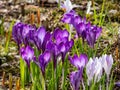 Group of purple and lilac early spring crocuses in bloom in early spring Royalty Free Stock Photo