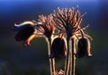 Pulsatilla Royalty Free Stock Photo