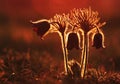 Pulsatilla Royalty Free Stock Photo