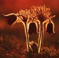 Pulsatilla Royalty Free Stock Photo