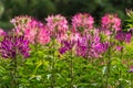 Group of purple and red Cleome hassleriana flowers or Spinnenblume or Cleome spinosa is on a green blurred background Royalty Free Stock Photo