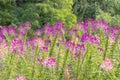 Group of purple and red Cleome hassleriana flowers or Spinnenblume or Cleome spinosa is on a green blurred background Royalty Free Stock Photo