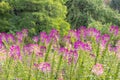 Group of purple and red Cleome hassleriana flowers or Spinnenblume or Cleome spinosa is on a green blurred background Royalty Free Stock Photo