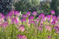 Group of purple and red Cleome hassleriana flowers or Spinnenblume or Cleome spinosa is on a green blurred background Royalty Free Stock Photo