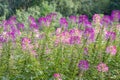 Group of purple and red Cleome hassleriana flowers or Spinnenblume or Cleome spinosa is on a green blurred background Royalty Free Stock Photo