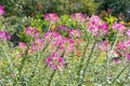 Group of purple and red Cleome hassleriana flowers or Spinnenblume or Cleome spinosa is on a green blurred background Royalty Free Stock Photo
