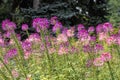 Group of purple and red Cleome hassleriana flowers or Spinnenblume or Cleome spinosa is on a green blurred background Royalty Free Stock Photo