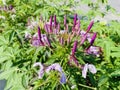 Spider flower(Cleome Spinosa) in the garden. Blooming wildflowers in the meadow. Royalty Free Stock Photo