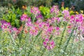 Group of purple and red Cleome hassleriana flowers or Spinnenblume or Cleome spinosa is on a green blurred background Royalty Free Stock Photo