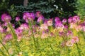 Group of purple and red Cleome hassleriana flowers or Spinnenblume or Cleome spinosa is on a green blurred background Royalty Free Stock Photo