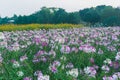 Spider flowerCleome Spinosa in the garden. Blooming wildflowers in the meadow. Royalty Free Stock Photo