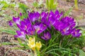 Group of the purple and several yellow crocus vernus Royalty Free Stock Photo