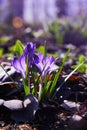 Group of purple spring crocus growing through juniper.