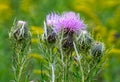 Group of Purple Thistle Flowers