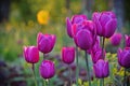 Purple tulips in a park, blurred background