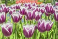 Group purple tulips. Spring landscape.