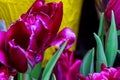 Group purple tulips. Spring landscape.