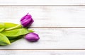 A group of purple tulips on a white background