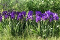A group of Purple Violet Irises or Bearded Iris blooming in the garden.