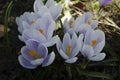 A group of purple white crocuses in the grass Royalty Free Stock Photo