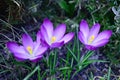 A group of purple white crocuses in the grass Royalty Free Stock Photo