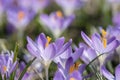 Group of purple wild crocus (Crocus tommasinianus). Royalty Free Stock Photo