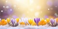 A group of purple and yellow flowers in the snow, header, footer, panoramic banner image. Royalty Free Stock Photo