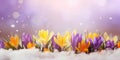 A group of purple and yellow flowers in the snow, header, footer, panoramic banner image. Royalty Free Stock Photo