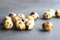 Group of quail eggs on the black background. Textured background with small quail eggs. Royalty Free Stock Photo