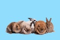 Group Rabbit family Many species, fluffy hair, long ears, round fat body Royalty Free Stock Photo