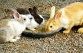 Group of rabbits eating food