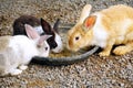 Group of rabbits eating food