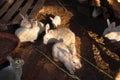 Group of rabbits sitting in the shelter