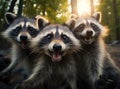 A group of raccoons