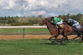 Group races. Gallop racehorses in racing competition