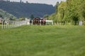 A group of racing riders hunted from the starting boxes on a green grassy track.Riders on the racing circuit competition.