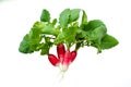 Group radish and green leaf isolated on white background