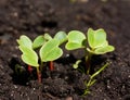 Group of radish sprouts