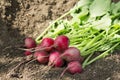 Group of radishes in the dirt