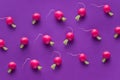 Group radishes on a purple background like a vegetable pattern