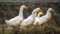 A group or raft of white pecking ducks standing at the edge of a rice terrace