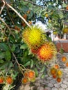 A group of rambutan binjai fruits with red - green yellowish in a tree ready to harvest in the harvest Royalty Free Stock Photo