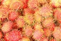 Group of Rambutan.Group Lay as Pattern